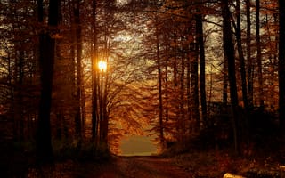 Картинка осень, осенние, время года, сезоны, сезонные, лес, деревья, лесной, природа, лист, листья, листва, вечер, закат, заход