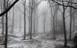 Картинка зима, зимние, время года, сезоны, сезонные, лес, деревья, дерево, лесной, природа, снег, белый, туман, дымка