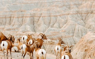 Картинка животные, животное, природа, коза, стадо, стая, много, скала, гора