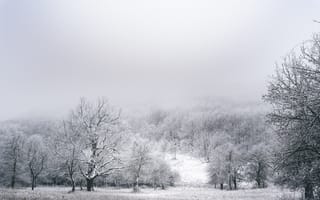 Обои зима, зимние, время года, сезоны, сезонные, лес, деревья, лесной, природа, снег, белый, пейзаж