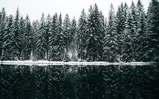 Картинка зима, зимние, время года, сезоны, сезонные, лес, деревья, лесной, природа, ель, елка, вода, озеро, пруд, пейзаж, снег, белый, отражение