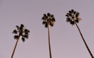 Картинка природа, Лос-Анджелес, Калифорния, США, пальма, дерево
