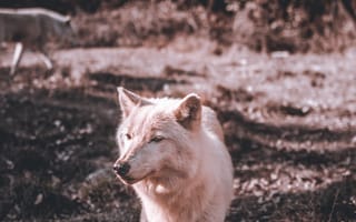 Картинка животные, природа, волк, дикий, хищник, животное