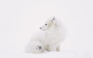 Картинка животные, животное, природа, песец, полярная лиса, белый, снег, зима