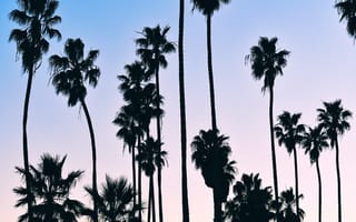 Картинка лето, летние, Санта-Барбара, Калифорния, США, пальма, дерево, силуэт