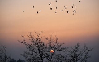 Картинка закат, птица, дерево, стадо, вечер, Сумерки, весна