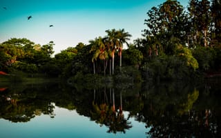 Картинка природа, тропики, тропический, пальма, дерево, вода, озеро, пруд, отражение