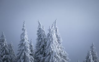 Картинка зима, зимние, время года, сезоны, сезонные, лес, деревья, лесной, природа, ель, елка, иней, изморозь, белый, снег