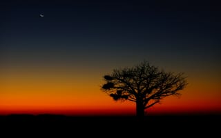 Картинка закаты, вечер, Ботсвана, Африка, баобаб, силуэт