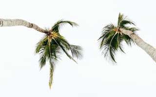 Картинка природа, пальма, дерево, тропики, тропический