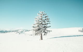 Обои зима, зимние, время года, сезоны, сезонные, белый, снег, дерево