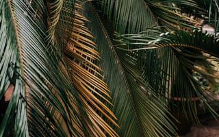 Картинка природа, тропики, тропический, пальма, дерево, лист, растение