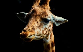 Картинка животные, природа, жираф, животное, морда, черный, темный