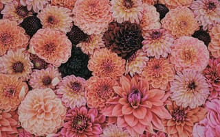 Картинка цветок, цветы, растение, растения, цветочный, хризантема, цветущий, флетлей, плоская планировка