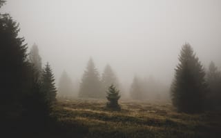 Картинка природа, лес, деревья, лесной, ель, елка, осень, туман, дымка