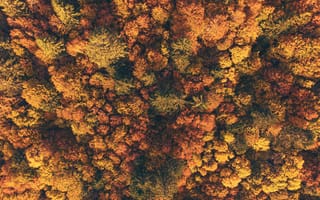 Картинка осень, осенние, время года, сезоны, сезонные, лес, деревья, дерево, лесной, природа, сверху, c воздуха, аэросъемка, съемка с дрона