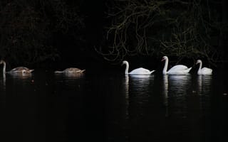 Картинка лебедь, птица, белый, озеро, вода, отражение
