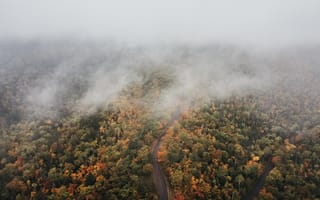Картинка осень, осенние, время года, сезоны, сезонные, лес, деревья, дерево, лесной, природа, дорога, сверху, c воздуха, аэросъемка, съемка с дрона, туман, дымка
