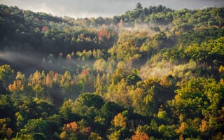 Картинка осень, осенние, время года, сезоны, сезонные, лес, деревья, дерево, лесной, природа, туман, дымка, 