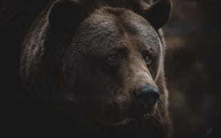 Картинка животные, природа, медведь