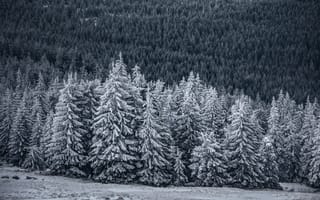 Картинка зима, зимние, время года, сезоны, сезонные, иней, изморозь, белый, снег, лес, деревья, дерево, лесной, природа, ель, елка
