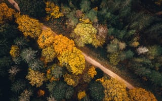 Картинка лес, осень, дерево, Дорога, верхняя, выше, дрон, антенна