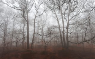 Картинка осень, дерево, туман, лес