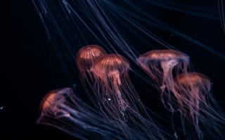 Картинка медуза, под водой, щупальца, существо, глубокий, океан, море, вода