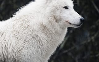 Картинка животные, природа, волк, дикий, хищник, животное, белый