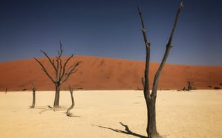 Картинка пустыня, дерево, дюна, песок, сухой