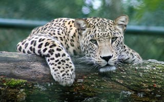 Картинка леопард, барс, дикие кошки, дикий, кошки, большие кошки, большая кошка, хищник, животные