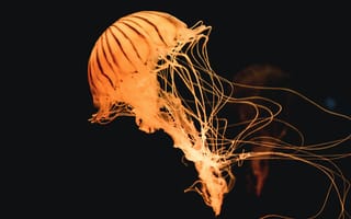 Картинка медуза, подводный мир, щупальца, глубоко, океан, море, вода, животное, подводный, свечение, amoled, амолед, черный