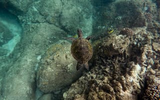 Картинка черепаха, подводный мир, подводный