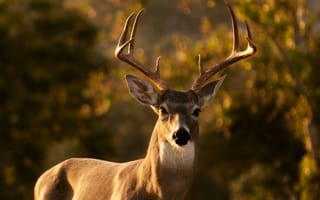 Картинка олень, животные, животное, природа