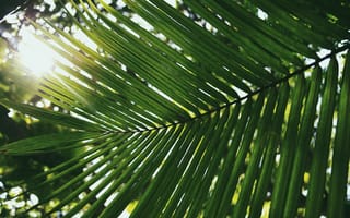 Картинка пальма, дерево, лист, растение, тропики, тропический, природа