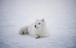 Картинка песец, полярная лиса, животное, животные, природа, белый, снег, зима