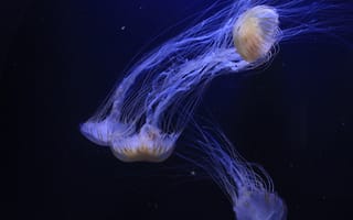 Картинка медуза, подводный мир, щупальца, глубоко, океан, море, вода, животное, подводный, свечение