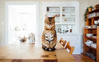 Картинка кот, кошки, кошка, кошачьи, домашние, животные, полосатый, кухня, комната, стол