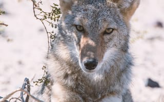Картинка койот, животные, животное, природа