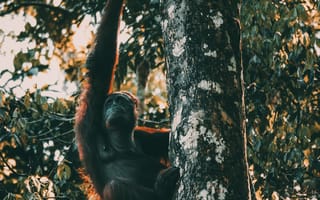 Картинка животные, природа, обезьяна, примат, животное