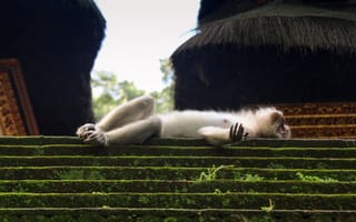 Картинка животные, животное, природа, обезьяна, примат, сон, сонный, Бали, Индонезия