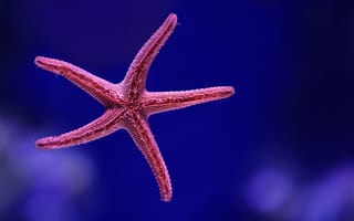 Картинка морская звезда, экзотическая, тропическая, рыба, подводный мир, подводный, море, океан, вода