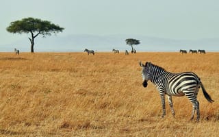 Картинка зебра, животные, животное, природа, саванна, сухая, Африка, африканская