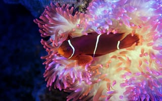 Картинка рыба-клоун, экзотическая, рыба, подводный мир, подводный, анемона, цветок, море, океан, вода