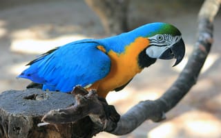 Картинка ара, макао, попугай, птица, птицы, животное, животные, синий