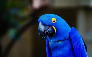 Картинка попугай, птица, птицы, животное, животные, синий