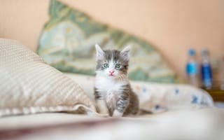 Картинка котенок, кот, маленький, кошки, кошка, кошачьи, домашние, животные, кровать, постель, подушка