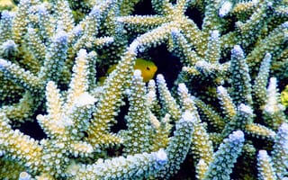Картинка коралл, коралловый риф, экзотический, тропическая, подводный мир, подводный, рыба
