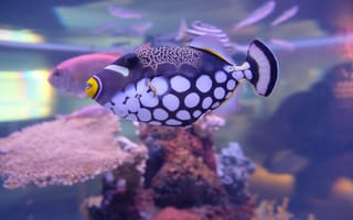 Картинка рыба, triggerfish, clown triggerfish, подводный мир, подводный, коралл, коралловый риф, экзотический, тропическая