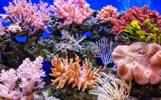Картинка коралл, коралловый риф, экзотический, тропическая, подводный мир, подводный, море, океан, вода